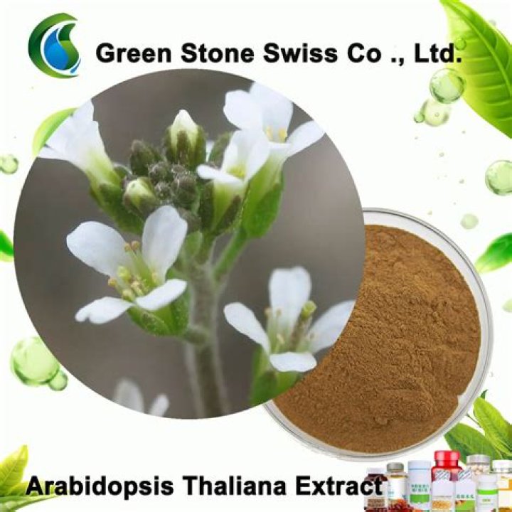 Where to buy arabidopsis thaliana seeds?