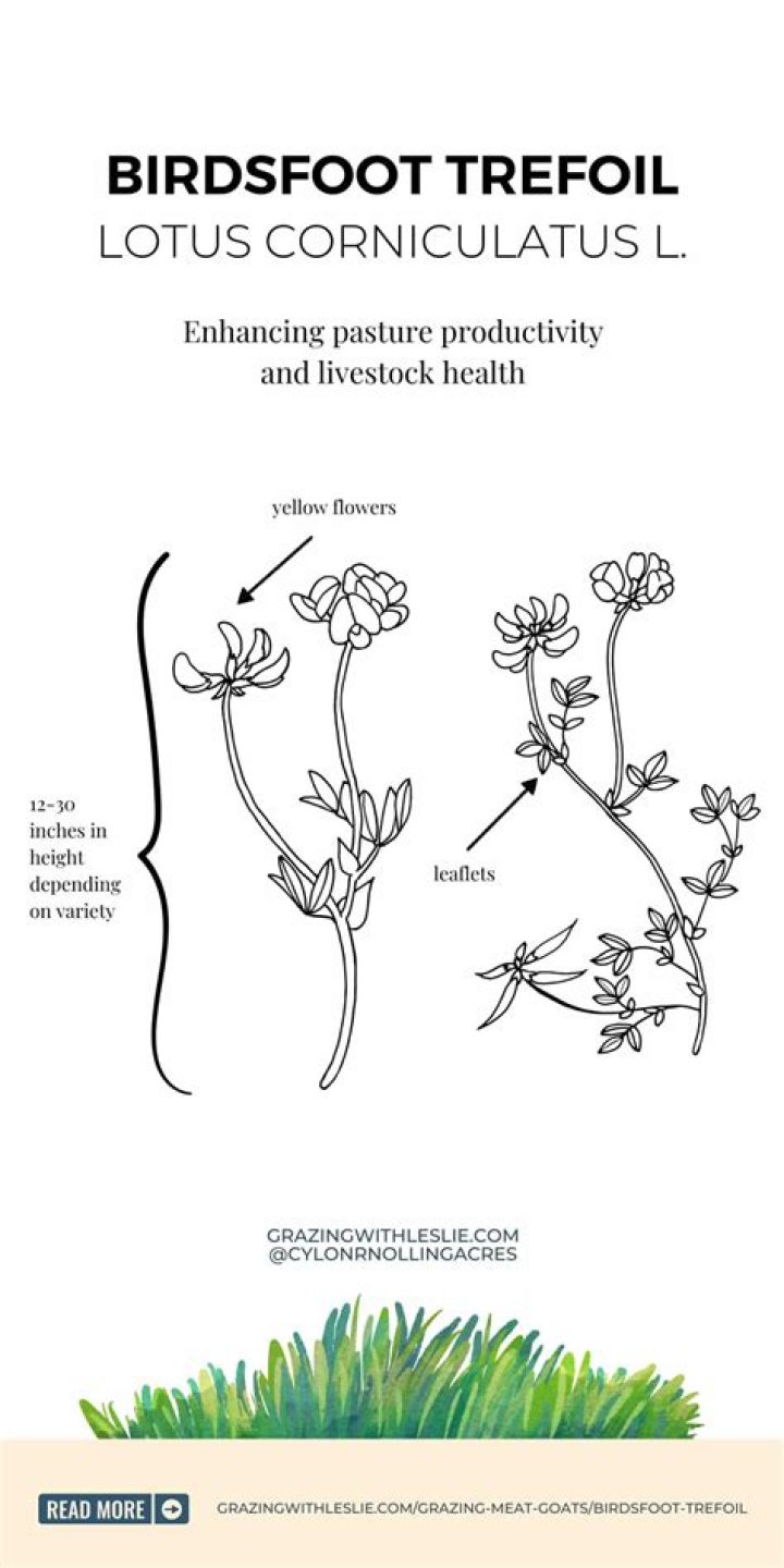 Where to buy birdsfoot trefoil?
