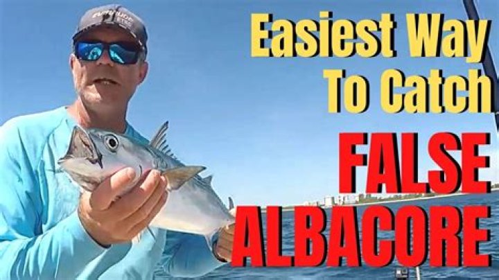Where to catch false albacore?