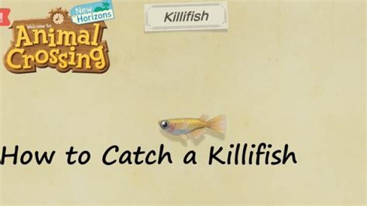 Where to catch killifish animal crossing?