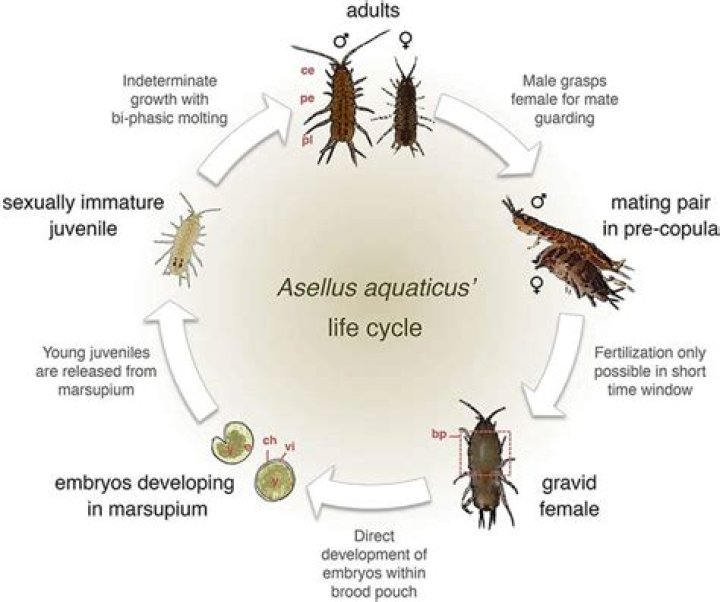 Where to find asellus aquaticus?