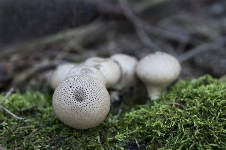Where to find puffballs?