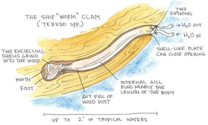 Where to find shipworm?