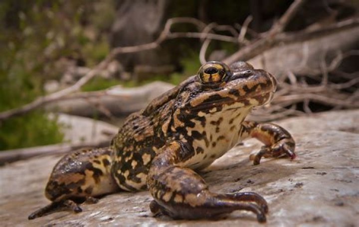 Where to keep three legged frog?