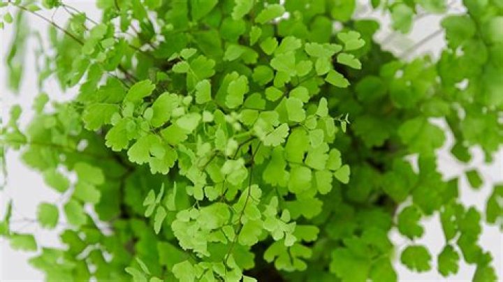Where to plant a maidenhair tree?