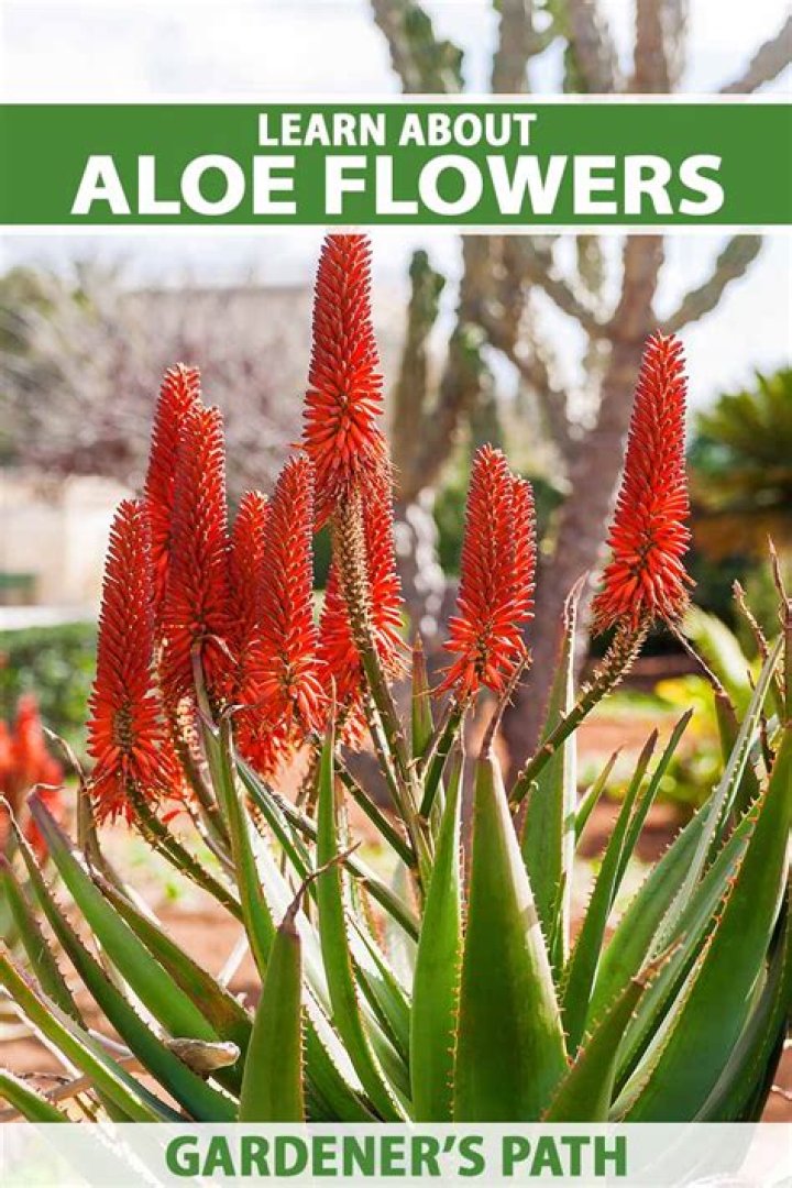 Where to plant aloes?