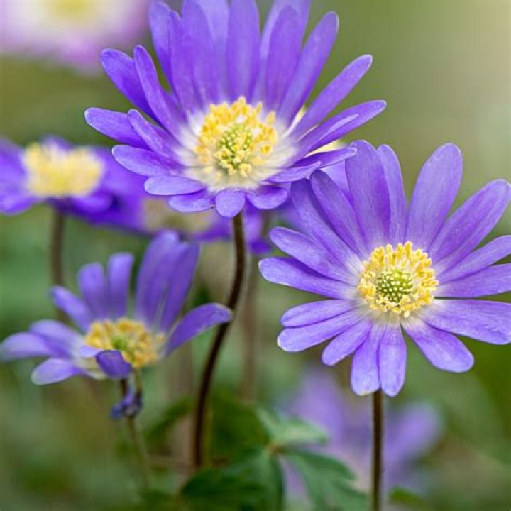 Where to plant anemone bulbs?