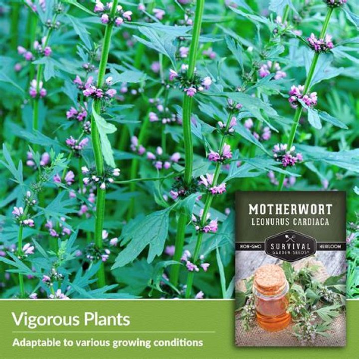 Where to plant motherwort?