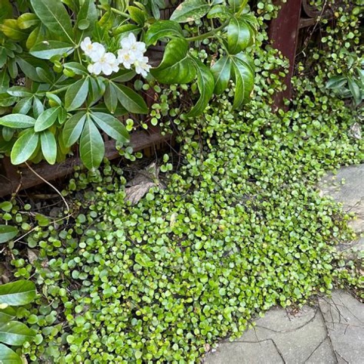 Where to plant muehlenbeckia?