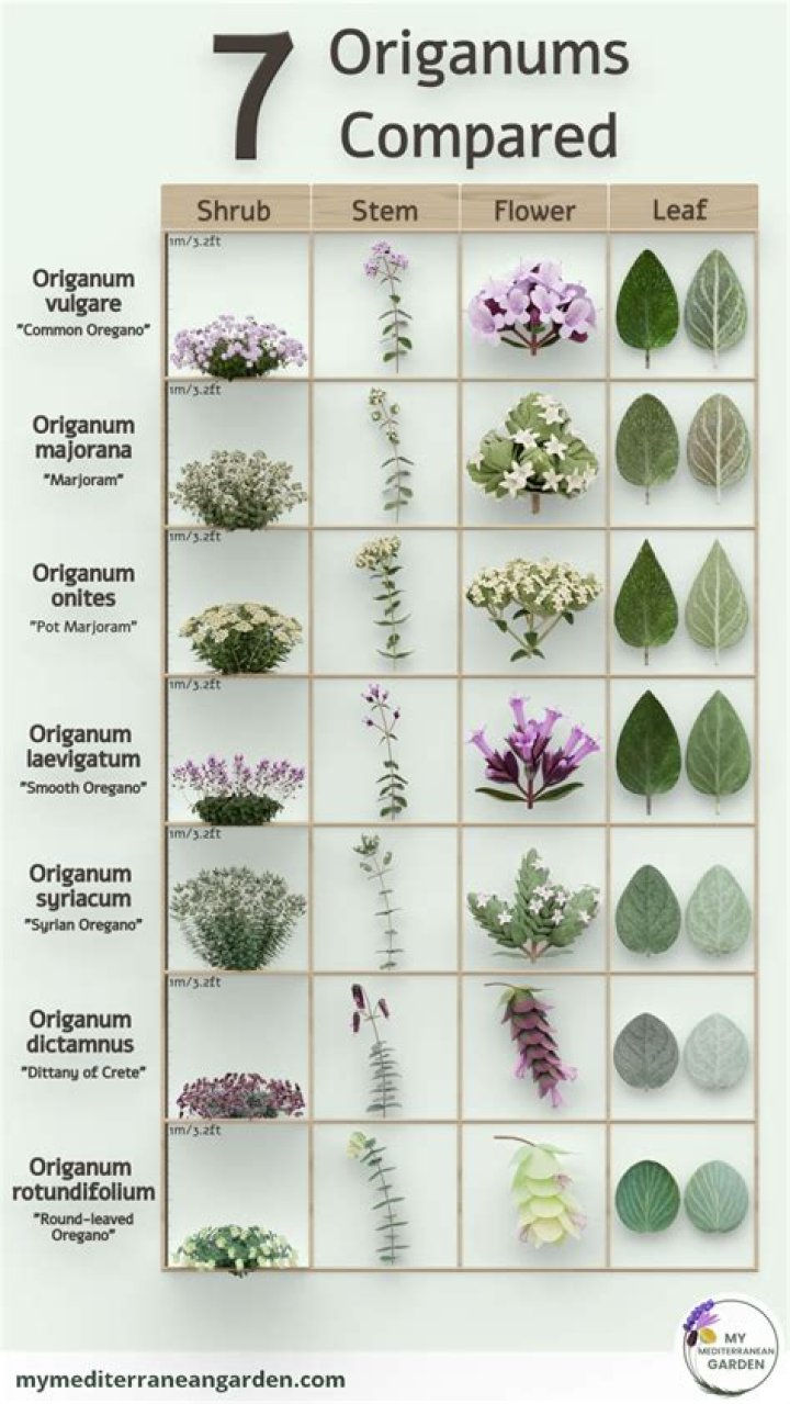 Where to plant origanum?