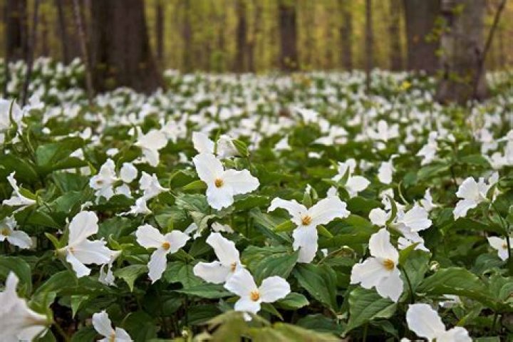 Where to see trilliums in toronto?