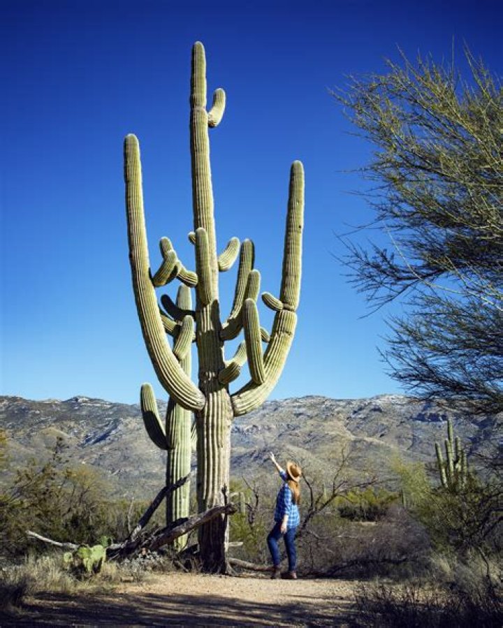 Where was old granddaddy cactus?