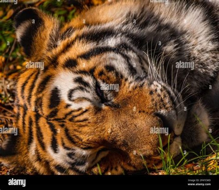 Where was the tiger dozing?