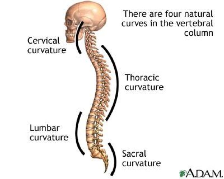 Which 2 vertebral curves are lordotic curves?
