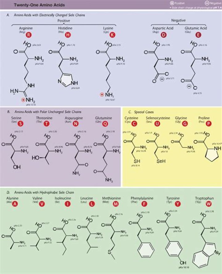 Which amino acids can be acetylated?
