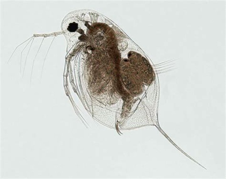 Which animal eats daphnia?