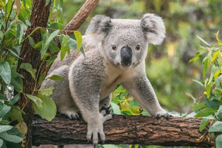Which animal is koala?