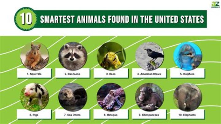 Which animal is the meanest?
