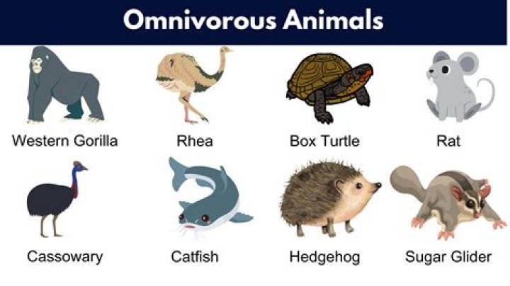Which animals have subsonic hearing?