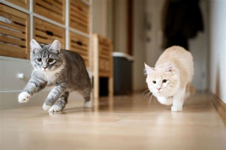 Which are cats afraid of?