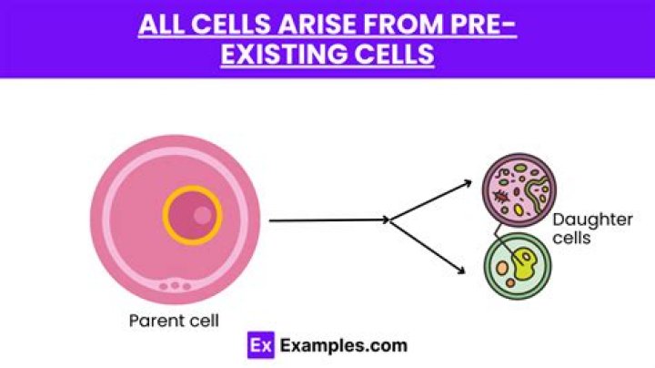 Which are pre-existing cells?