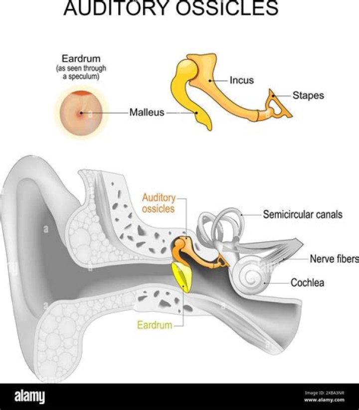 Which auditory ossicle is commonly known as the anvil?