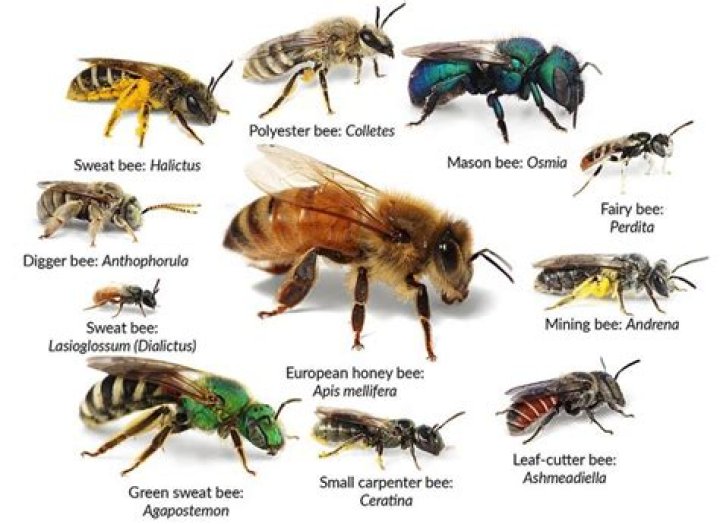 Which bees impregnated the queen?