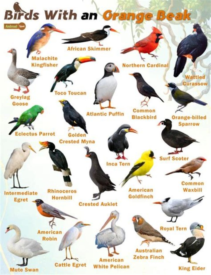 Which bird has a pouch like beak?