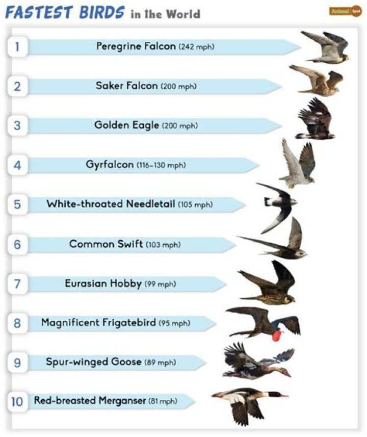 Which bird is falsely known for being cowardly?
