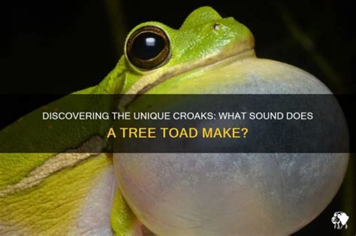 Which bird sound is croaks?