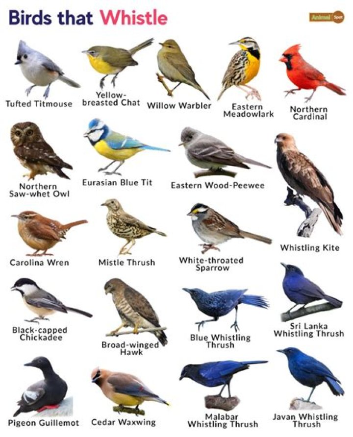 Which bird sound is whistles?