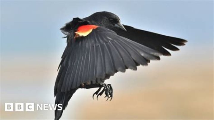 Which birds attack blackbirds?