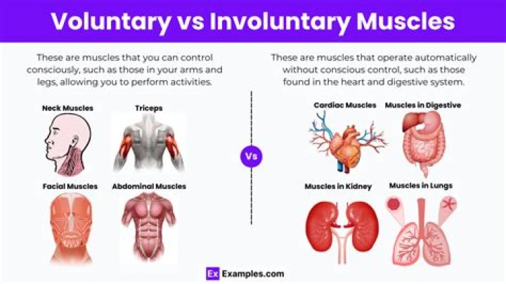Which bodily activity is a function of a voluntary muscle?