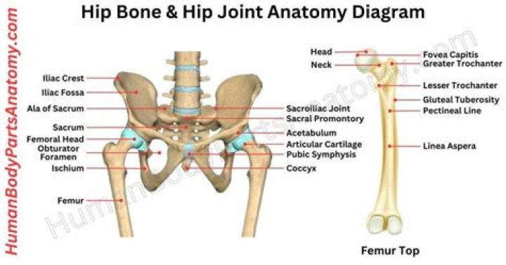 Which bones form hip joint?