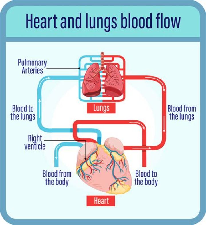 Which carry blood back to the heart?