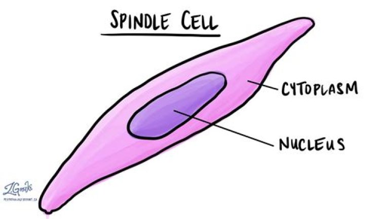 Which cell is spindle shaped cell?