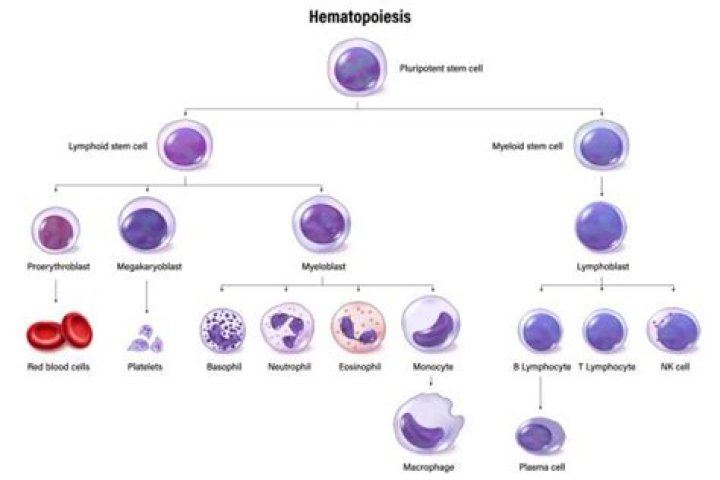 Which cell is the reticulocyte?