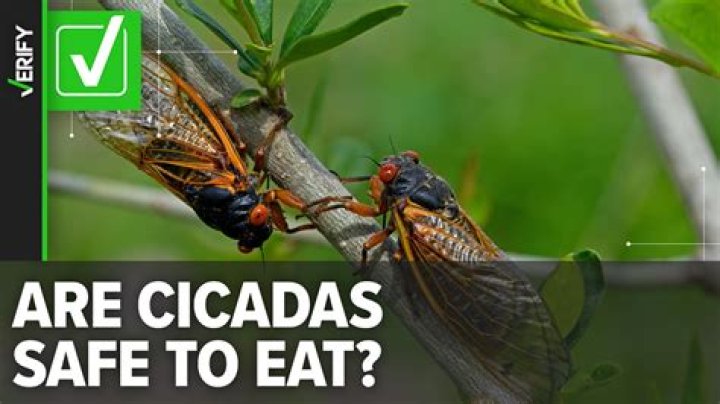 Which cicadas have red eyes?