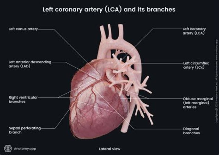 Which coronary artery supplies the apex of the heart?