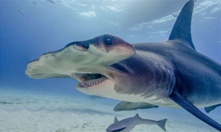 Which country do hammerhead sharks live?