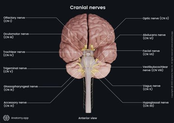 Which cranial nerves are in the pons?