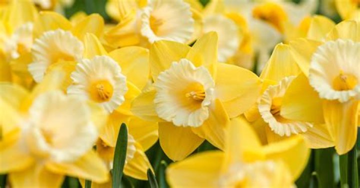 Which daffodils bloom longest?