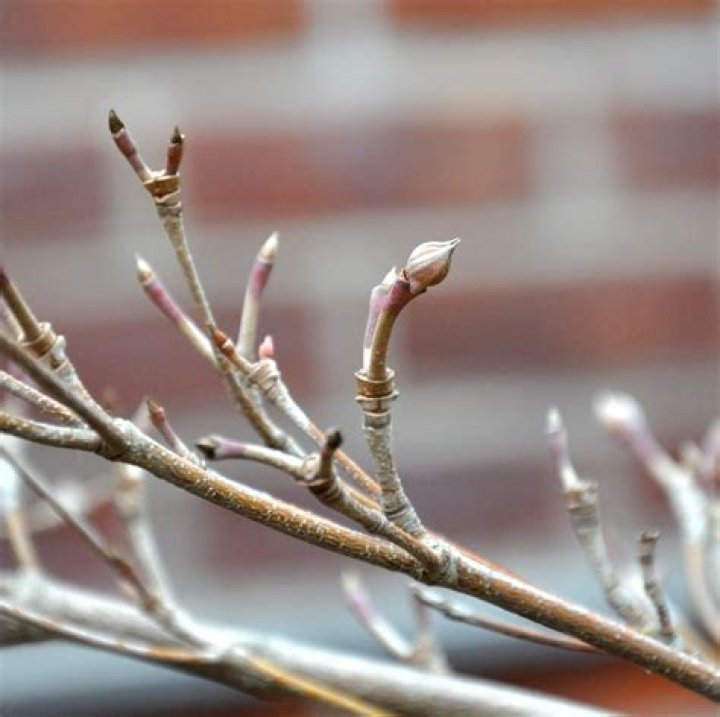 Which dogwood has the reddest stems?