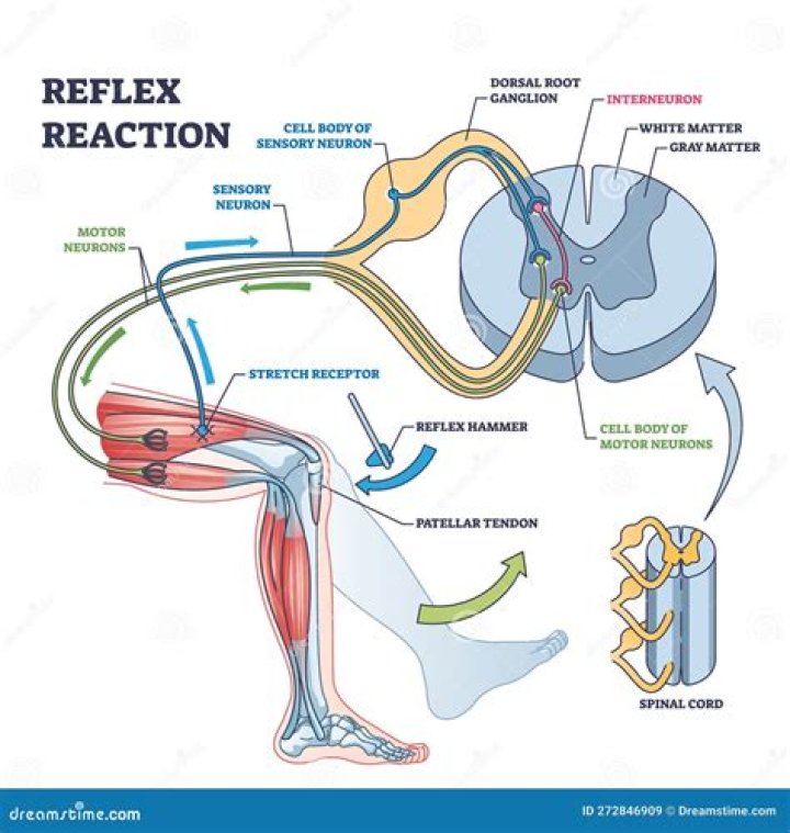 Which efferent nerve is involved in the plantar reflex?