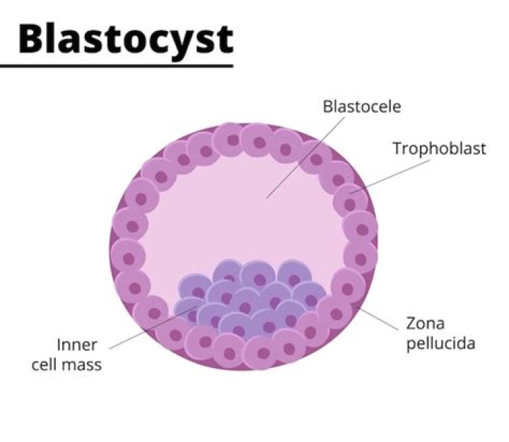 Which egg shows blastomeres?