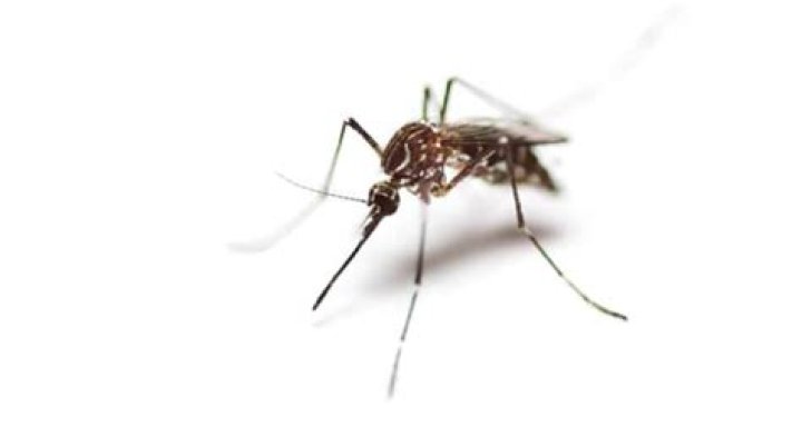 Which encephalitis is generally spread by mosquitoes?