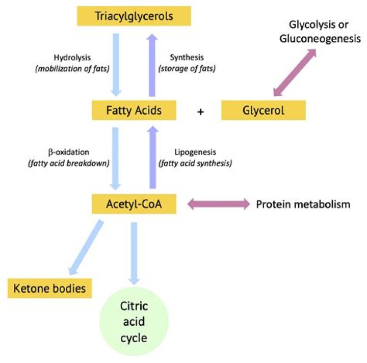Which enzyme degrades triglycerides?