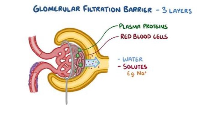 Which force favors glomerular filtration?