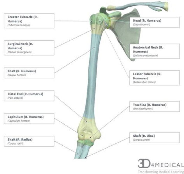 Which fossa on the humerus articulates with the head of the radius?