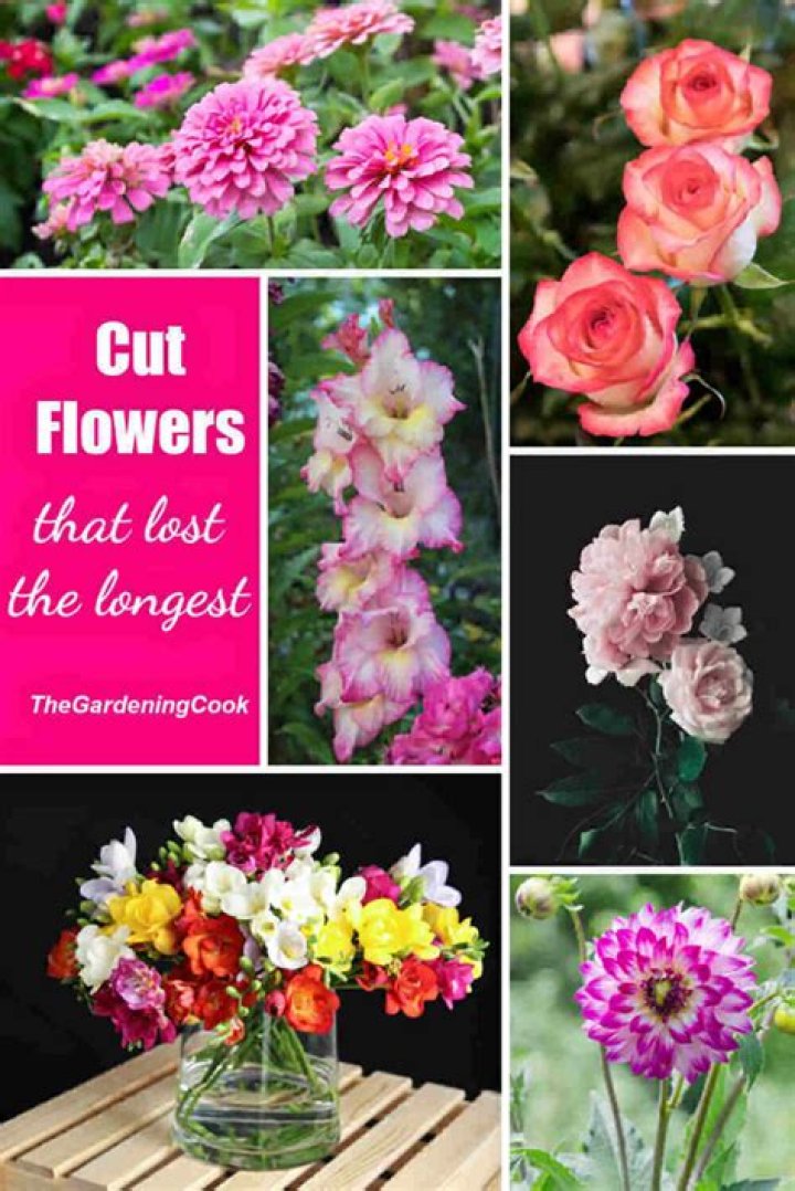 Which fresh cut flowers last the longest?